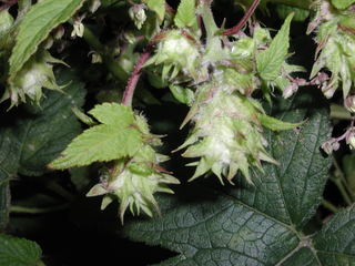 Humulus japonicus